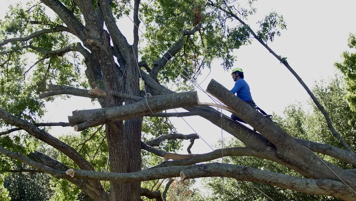 Professional Crown Thinning performed by certified arborists in Brohman